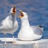 Seaguls Birds Under The Sun paint by numbers