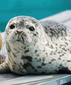 Cute Seal Animal paint by numbers