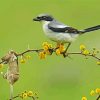 Shrike Bird Animal paint by numbers