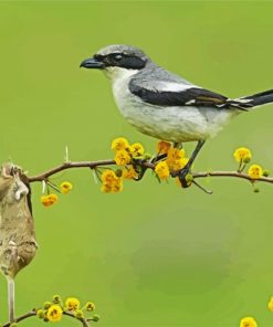 Shrike Bird Animal paint by numbers