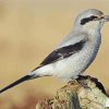 Shrike Bird paint by numbers