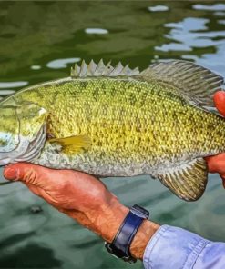 Aesthetic Smallmouth Fish paint by numbers