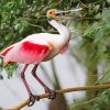 Spoonbills paint by numbers