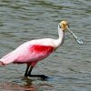 Spoonbills Bird paint by numbers