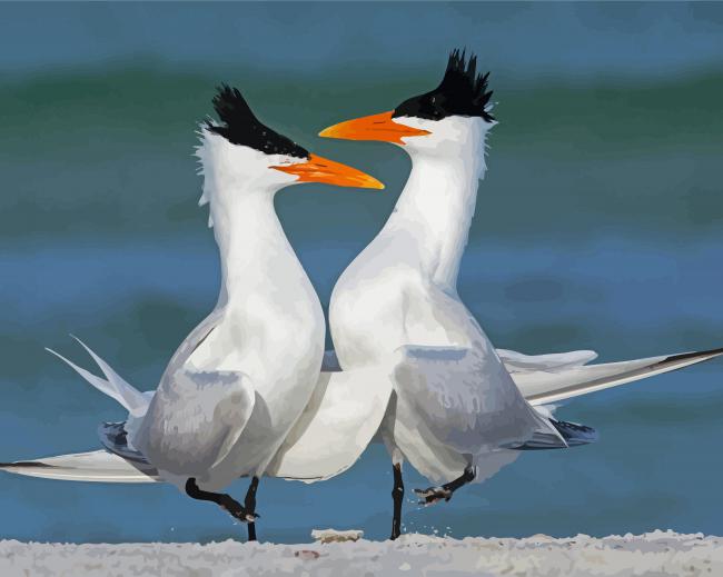 Sternidae Birds paint by number