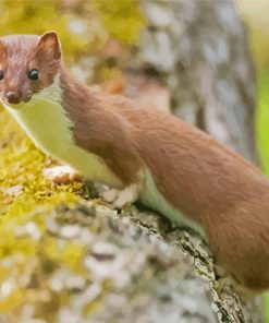 Stoat paint by number