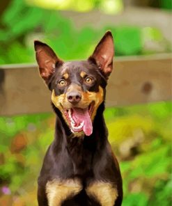 The Australian Kelpie paint by number