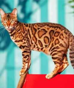 The Bengal Cat paint by number