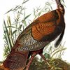 The Wild Turkey By John James Audubon paint by number