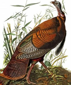The Wild Turkey By John James Audubon paint by number