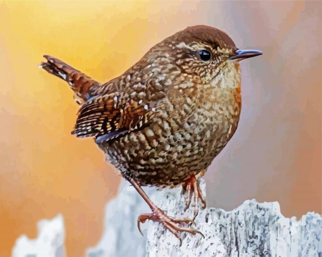 The Wren Bird paint by number