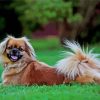 Tibetan Spaniel Dog paint by numbers