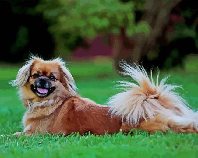 Tibetan Spaniel Dog paint by numbers