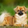 Tibetan Spaniel paint by numbers