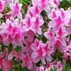 White And Pink Azaleas Flowers paint by number