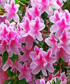 White And Pink Azaleas Flowers paint by number