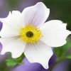 White Anemone Flower paint by number