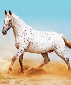 White Appaloosa paint by numbers