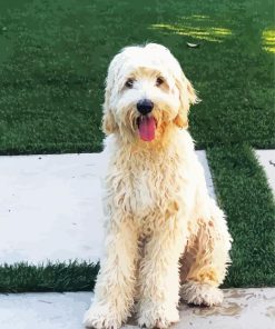 White Labradoodle paint by number