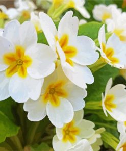 White Primrose Flowers paint by numbers