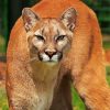 Wild Cougar paint by number