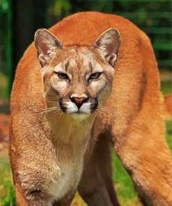 Wild Cougar paint by number