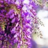 Wisteria Flowers paint by numbers