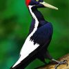 Woodpecker Bird paint by numbers