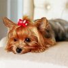 Yorkie Dog With A Tie paint by numbers
