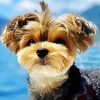 Yorkshire Terrier In The Mountains paint by numbers