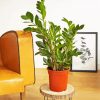 Zamioculcas Plant Pot paint by numbers