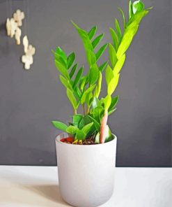 Zamioculcas Plant paint by number