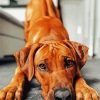 Adorable Ridgeback paint by numbers