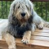 Otterhound Puppy paint by numbers