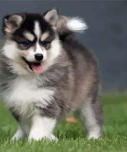 Cute Pomsky paint by numbers