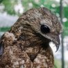 Potoo Bird Animal paint by numbers