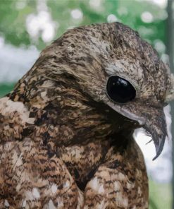 Potoo Bird Animal paint by numbers