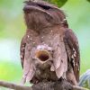 Cute Potoo Bird paint by numbers