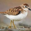 Sandpiper Bird paint by numbers