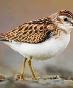 Sandpiper Bird paint by numbers