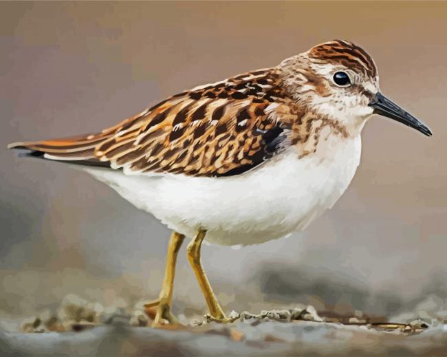 Sandpiper Bird paint by numbers