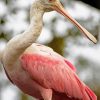 Aesthetic Spoonbill paint by numbers