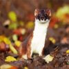 Aesthetic Stoat Animal paint by number