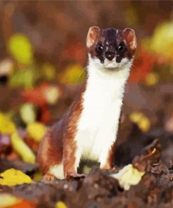 Aesthetic Stoat Animal paint by number