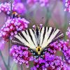 Swallowtail butterfly paint by number