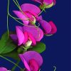 Aesthetic Sweet pea flower paint by number