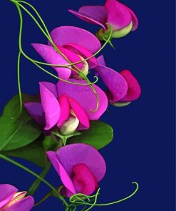 Aesthetic Sweet pea flower paint by number