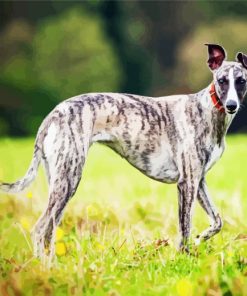 Aesthetic Whippet Dog paint by number