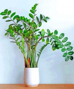 Aesthetic Zamioculcas Plant paint by number