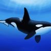 Aesthetic Killer Whale paint by number